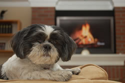 dog and electric fireplace heater